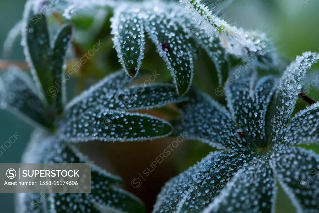 Close-up of frozen dark green plant leaves