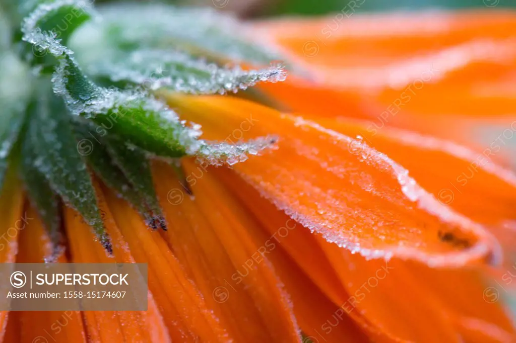 Frozen flower petals, orange marigold