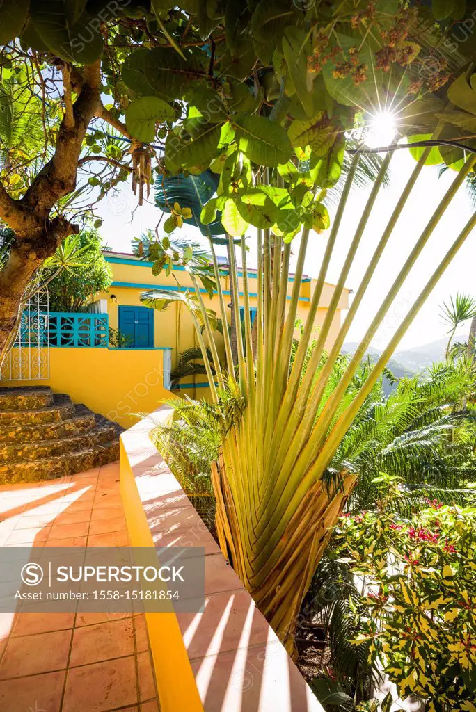 U.S. Virgin Islands, St. Thomas, Charlotte Amalie, fan palm