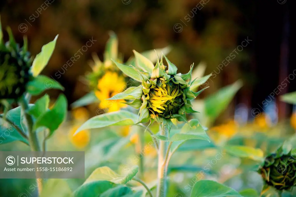 Sunflowers in the autumn