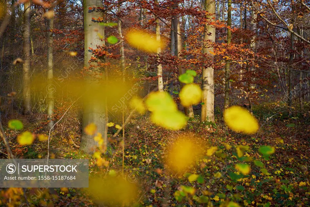 colorful leaves in a beech forest in autumn, backlight