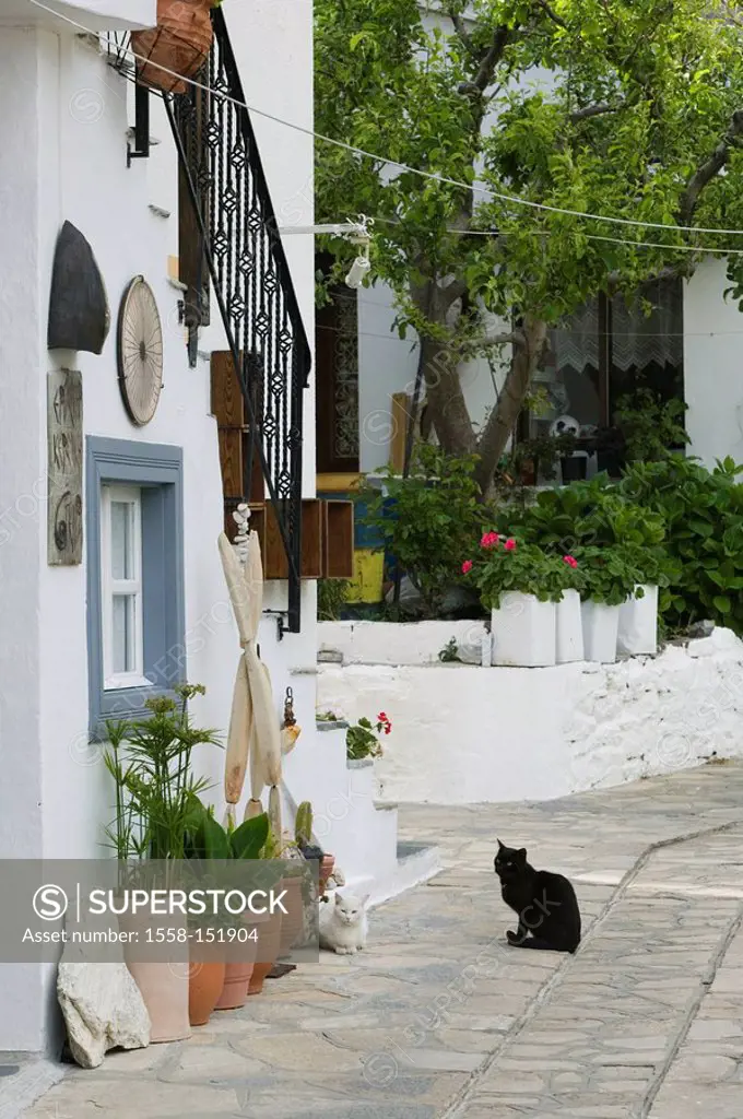 Greece, island samos, Manolates, houses, alley, cats, Europe, Mediterranean_island, city, residences, architecture, mediterran, two, animals, outside,...