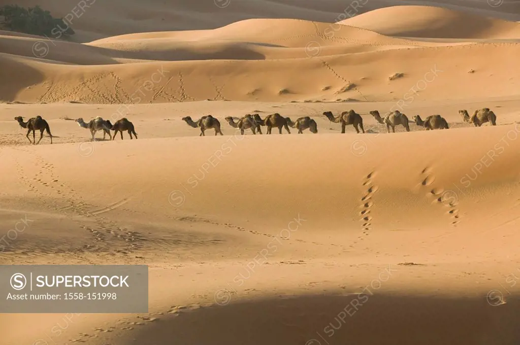 Morocco, Tafilalt, Merzouga, erg chebbi dunes, camel_caravan Africa, North_Africa, Sahara, landscape, dunes, desert, sand_dunes, outside, desert_lands...