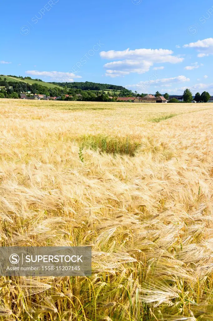 Judenau-Baumgarten, barley crop cereal field, blue sky, clouds, Wienerwald (Vienna Woods), Niederösterreich, Lower Austria, Austria
