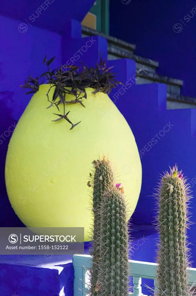 Morocco, Marrakech, Jardin Majorelle, museum, cacti, planting pot, yellow, Africa, North_Africa, destination, sight, plants, wall, blue, stairway, out...