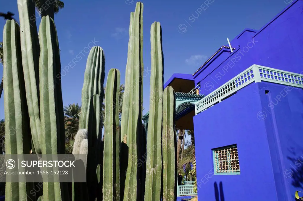 Morocco, Marrakech, Jardin Majorelle, museum, garden, cacti, detail, Africa, North_Africa, destination, sight, sunny, plants, buildings, house, facade...