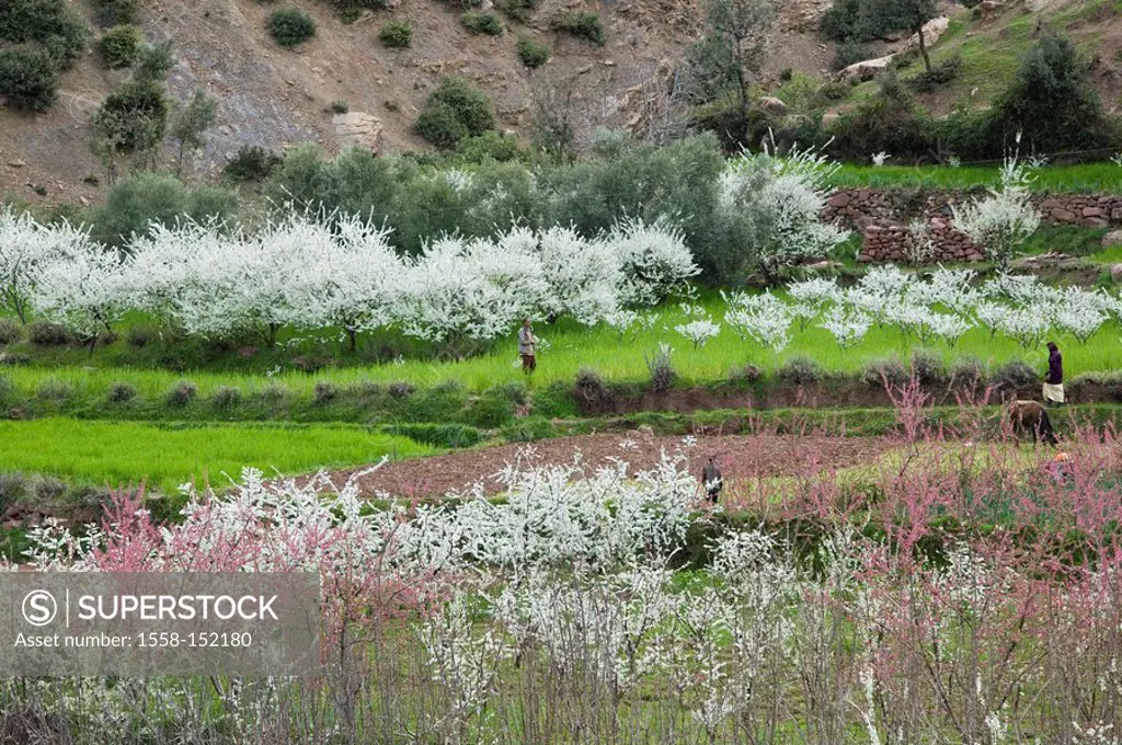 Morocco, Ourika_Valley, meadow, trees, bushes, bloom, people, Africa, North_Africa, landscape, nature, plants, prime, blossom, people, collects, outsi...