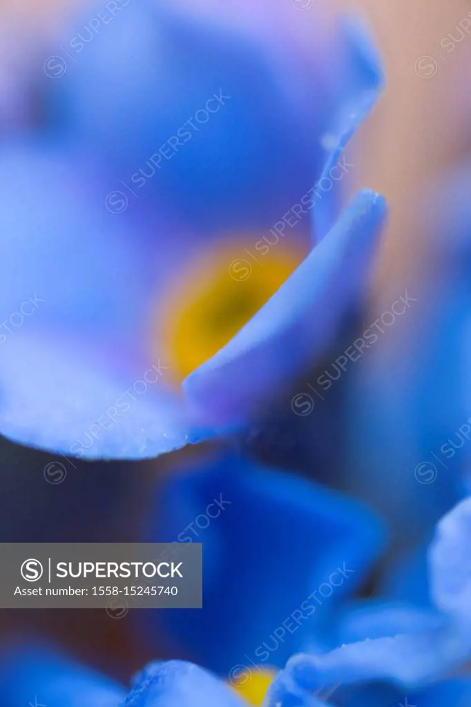 Forget-me-not flower, extreme macro