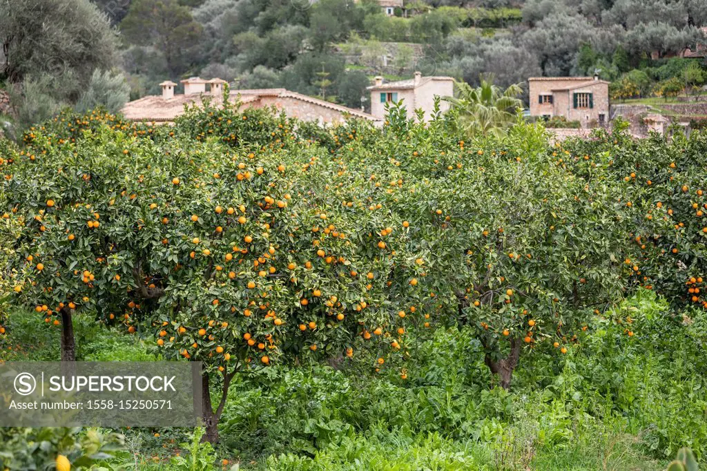 Orange trees in Fornalutx, Mallorca, Balearic Islands, Spain