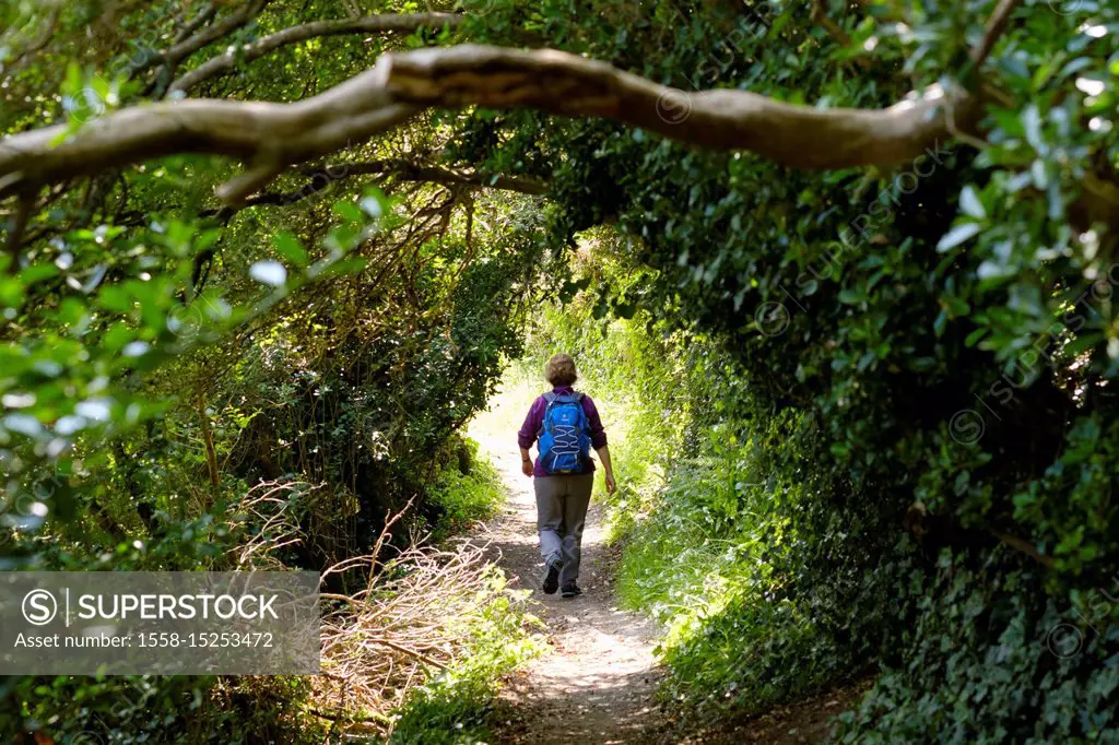 Woman hiking on Coast Path, Coastal Path, Polperro, Cornwall, England, UK