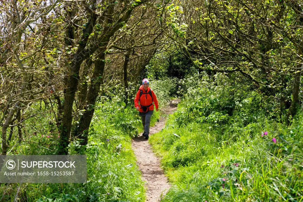 Woman hiking on coastal walk near Cadgwith, Lizard Peninsula, Cornwall, England, UK