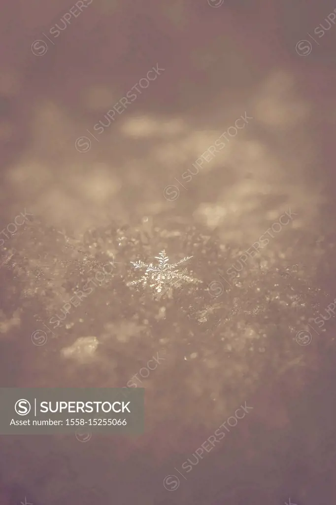Snowflake, close-up
