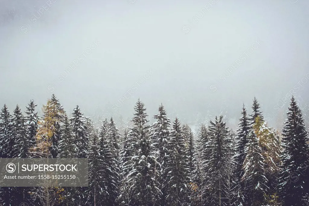 Coniferous forest, trees, snowy