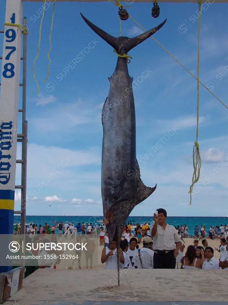 Mexico, Yucatan, haul, open sea_fishing, beach, tourists, Marlin, admires, photographs, Central America, people, harbor, rope, fish, catch, success, b...