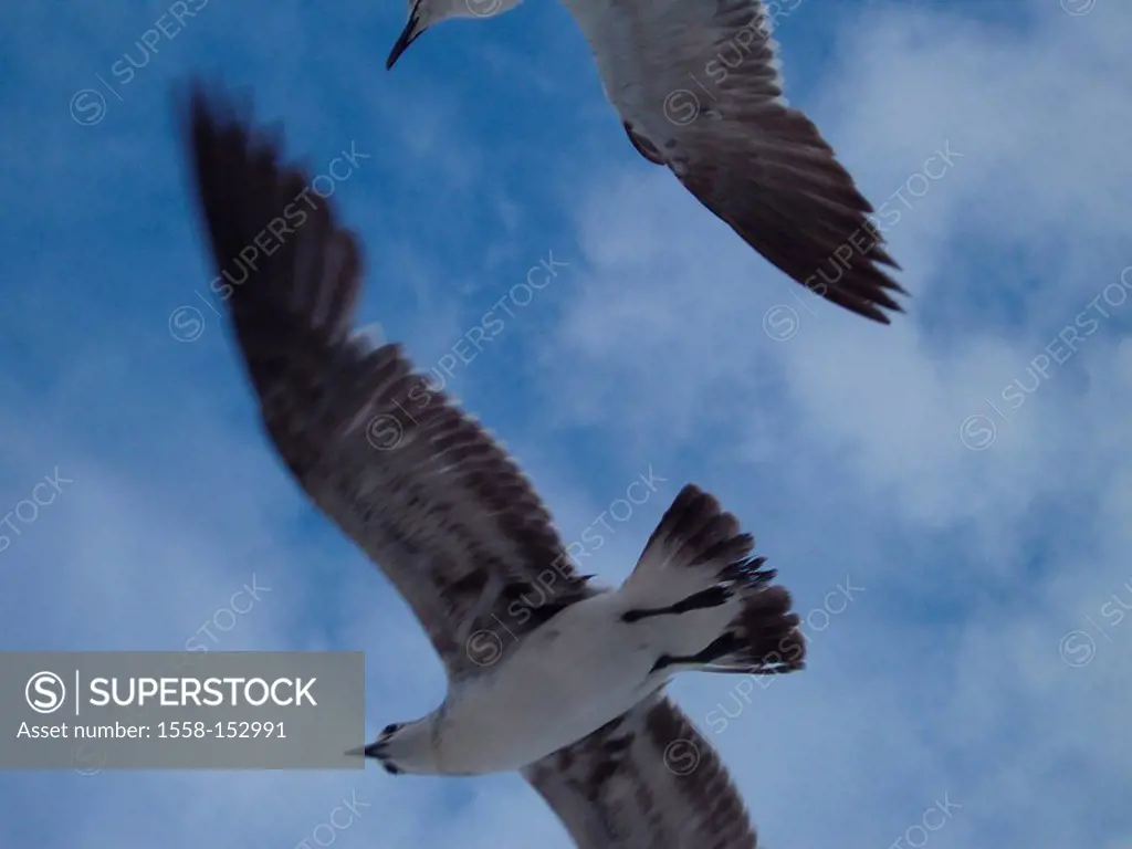 clouded sky, seagulls, heaven, fly clouds, blue, white, bird, birds, wings animals, flight, hovers, air, ease, symbol, freedom, weightless, boundlessl...