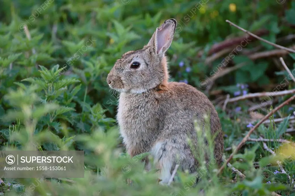 European Rabbits, Oryctolagus cuniculus,