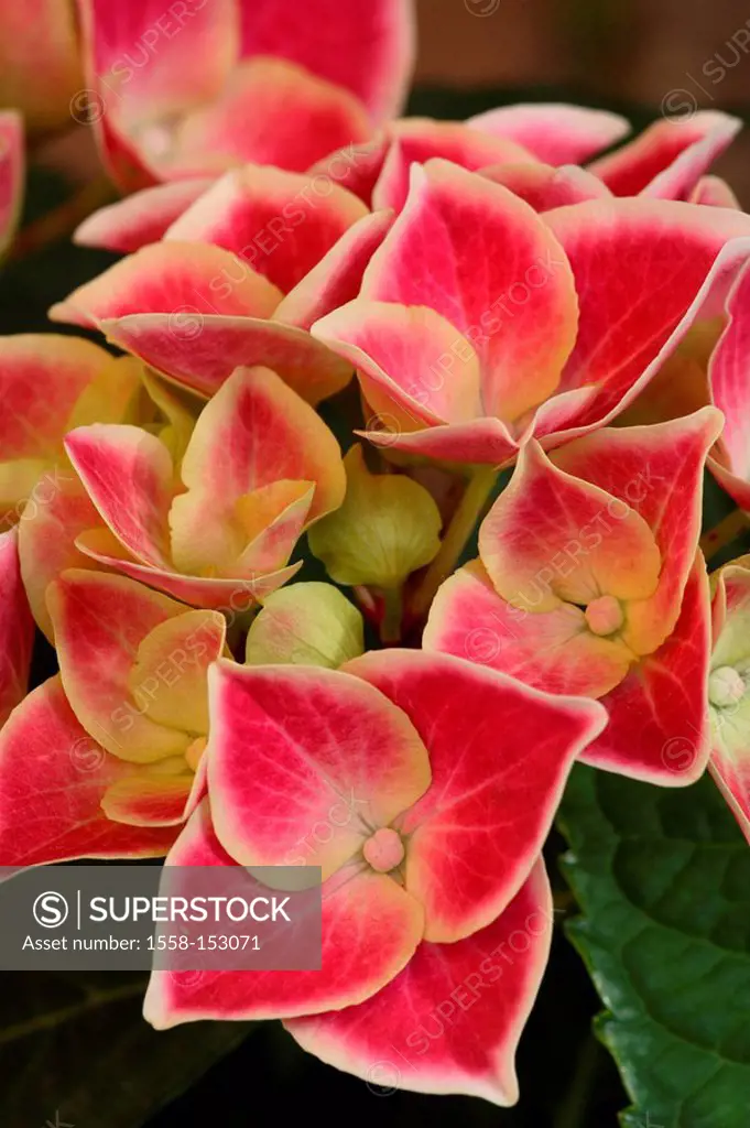 Hydrangea, Hydrangea hybrid, bloom, close_up,