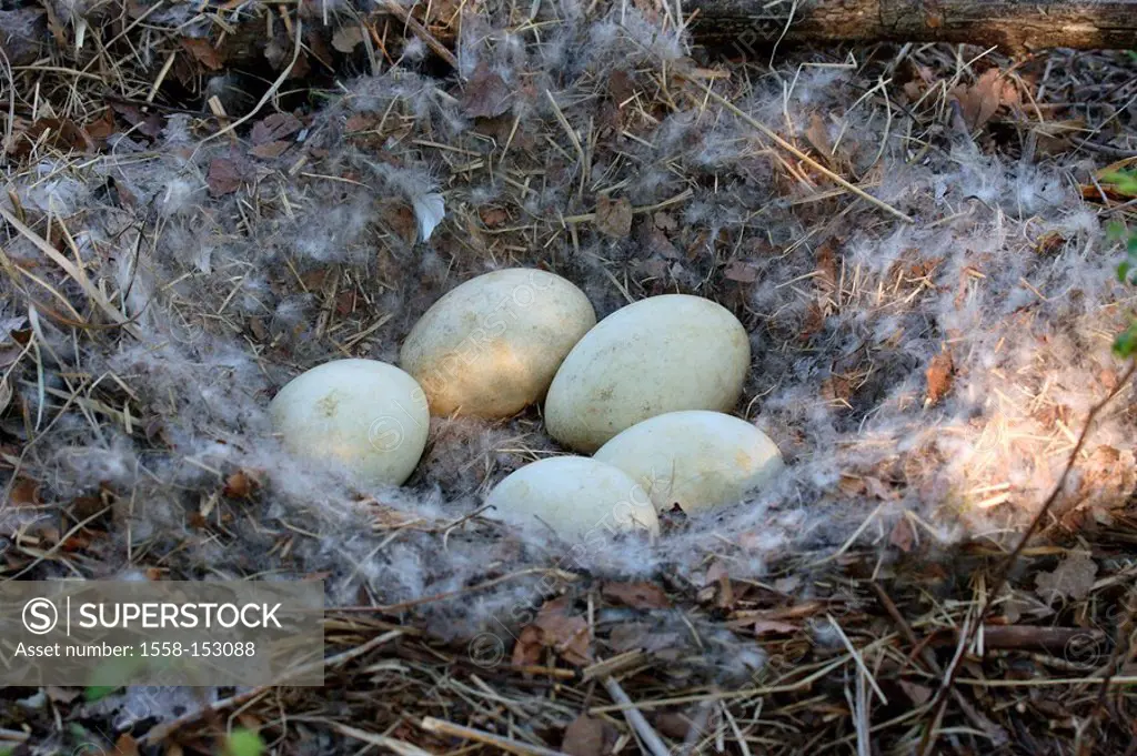 Nest, nests of the Canada_goose, branta canadensis,