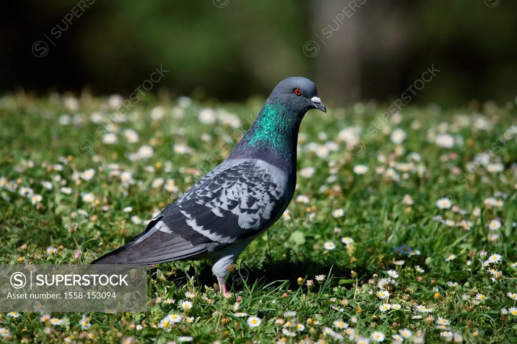 House_pigeon, meadow,