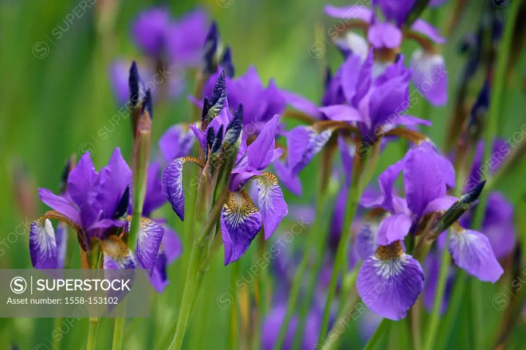 Siberian iris, Iris Sibirica,