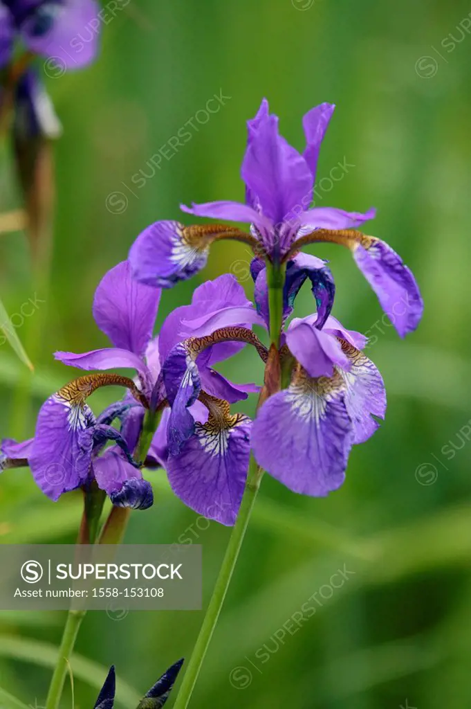 Siberian iris, Iris Sibirica,