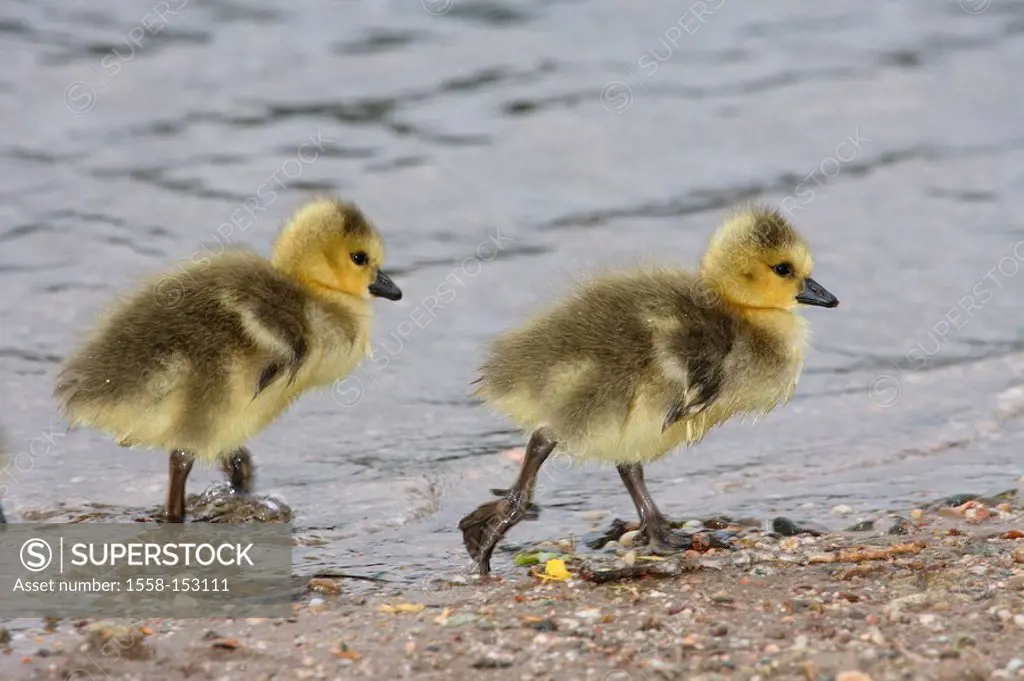 Canada_geese, branta canadensis, young, shore,