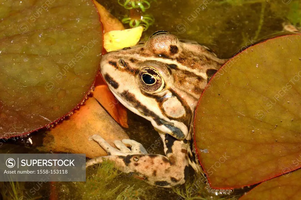 Grass_frog, water, waterlily_leaf, close_up,