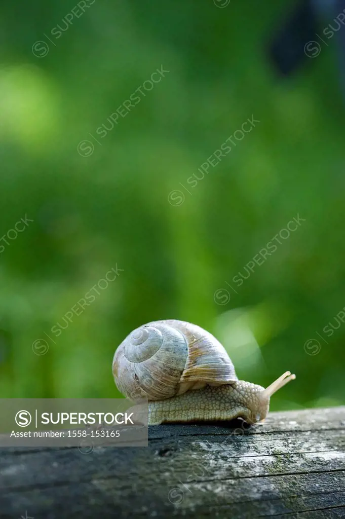 wooden pile, snail