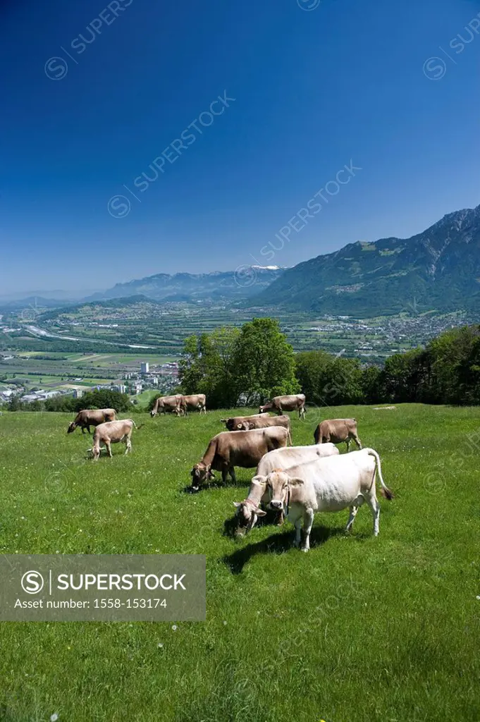 Switzerland, canton St,. Gallen, district development_mountain Buchserberg pasture cows