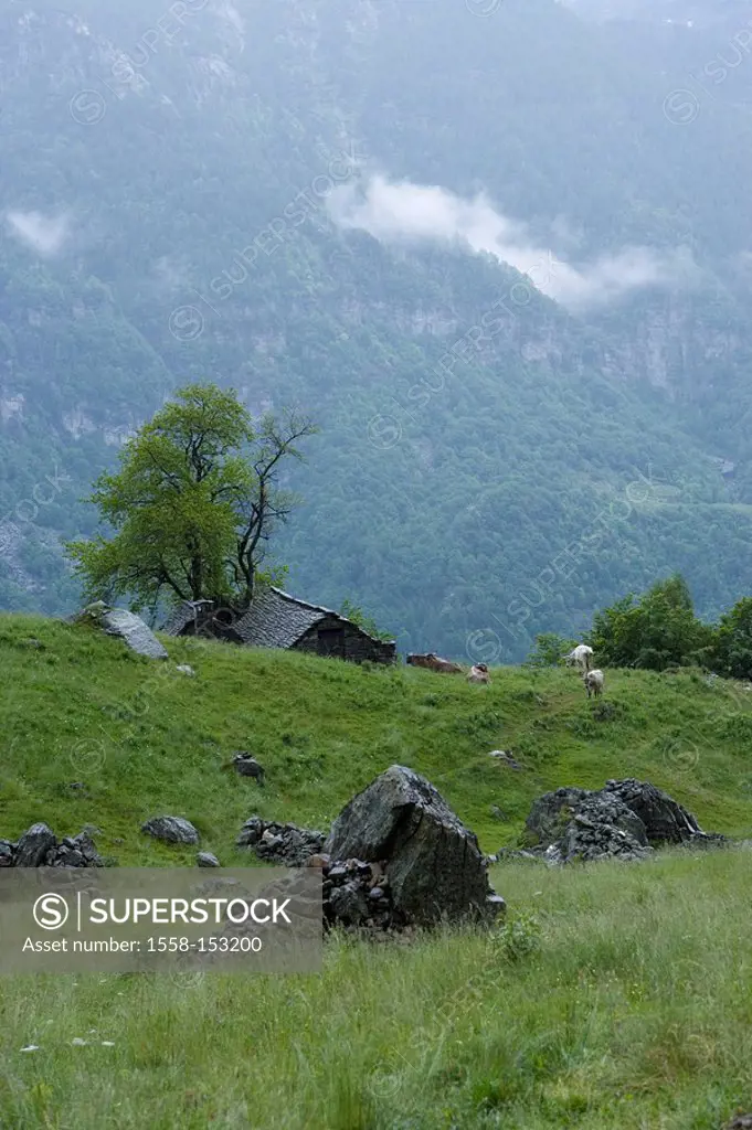 Switzerland, Tessin, Valle Verzasca, Monte Valdo, mountain scenery, cottage