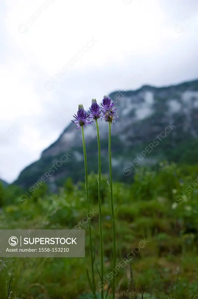 Switzerland, Tessin, Valle Verzasca, Frasco, Alpine flowers, devil_claw, Phyteuma betonicifolium,