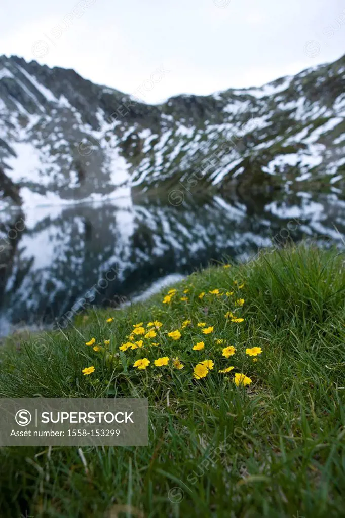 Switzerland, Tessin, Valle Maggia, Val Sambuco, Maggia_Spring, Lago superior, mountain_flowers, gold_finger_herb, Ptentilla aurea,