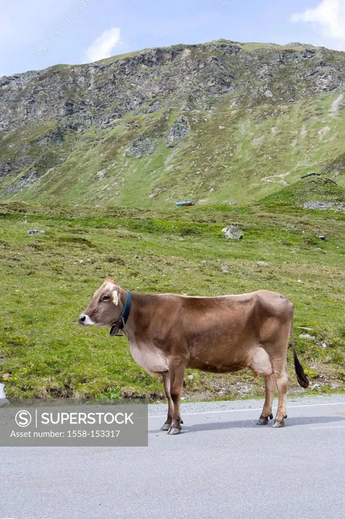 Austria, Vorarlberg, Montafon, Silvretta, Bieler_high, streets, cow,