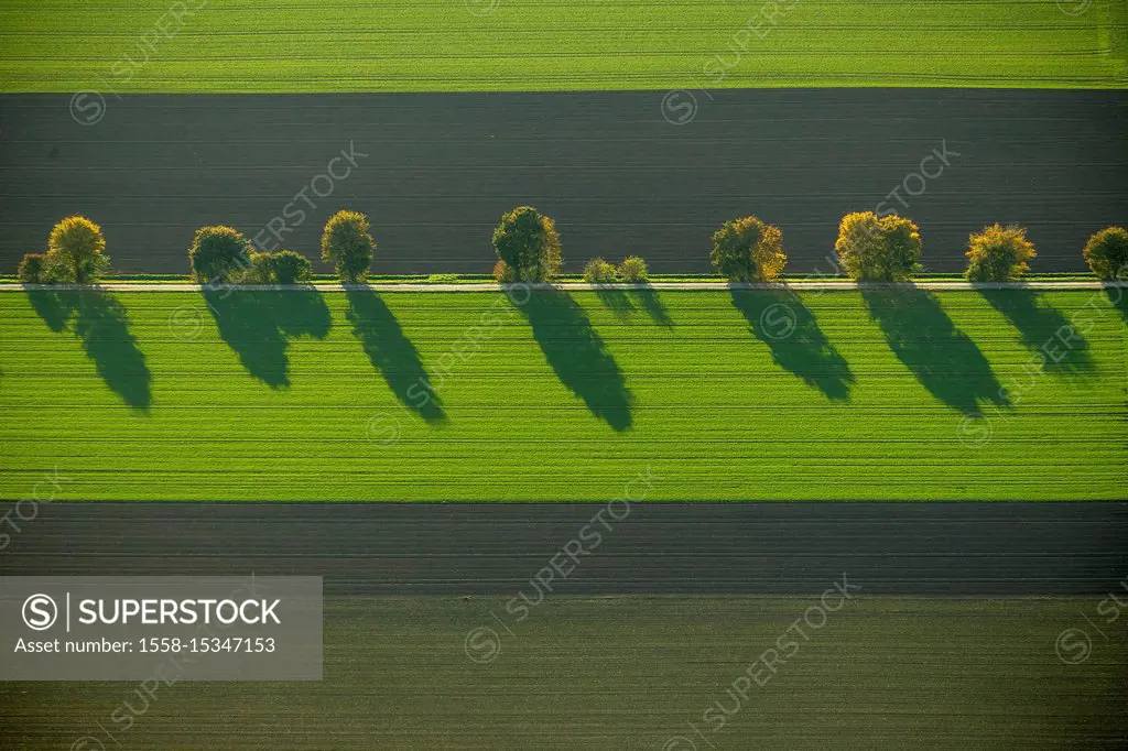 Row of trees, fields, autumn leaves, tree, trees, shadows, structures, aerial view of Werl, Soester Börde
