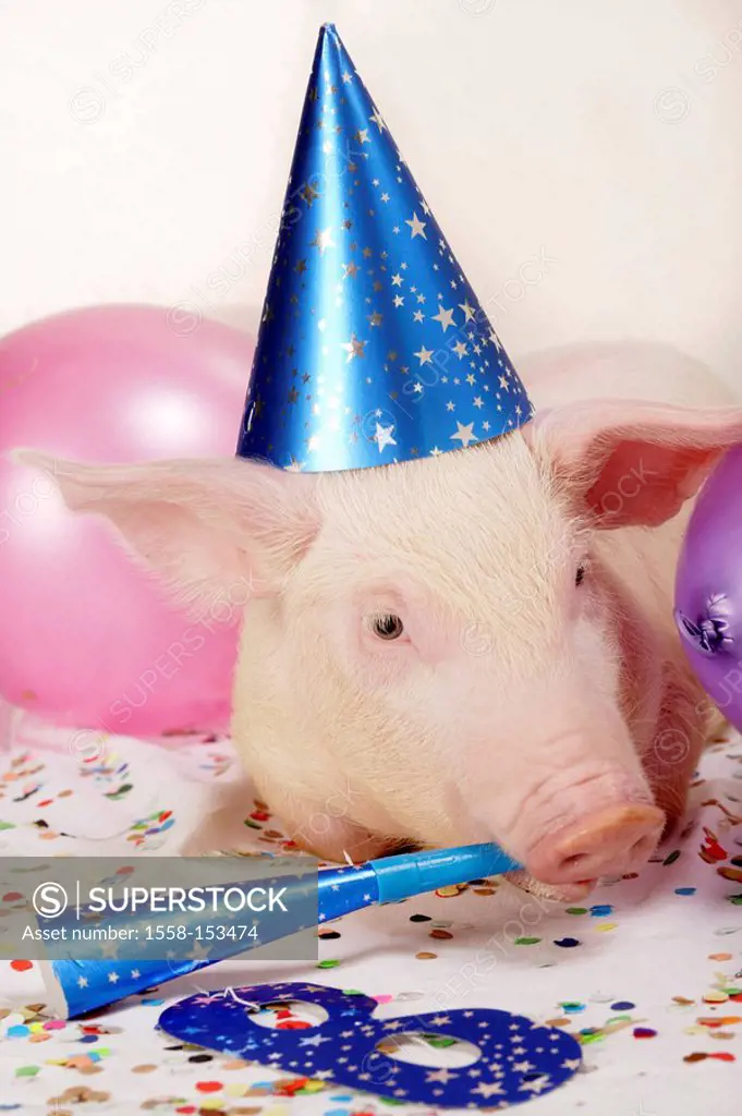 Piglets, dressed up, celebrates, party, ´whoop it up´, portrait,