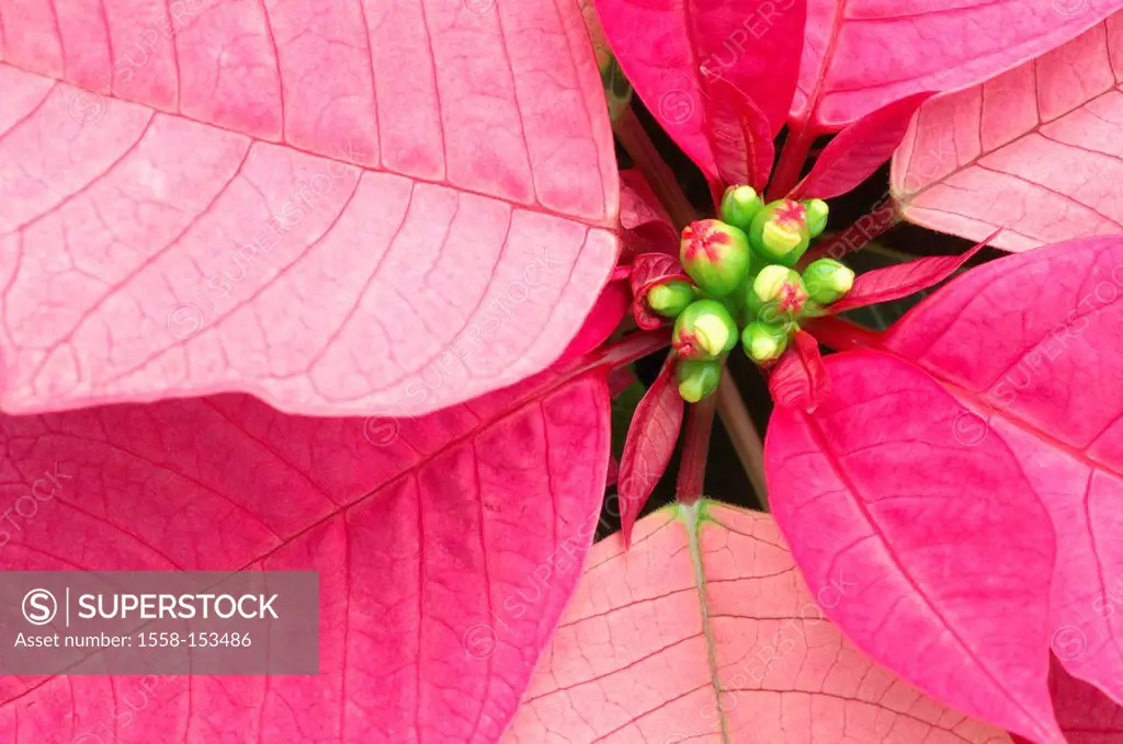 Poinsettia, bloom, close_up, detail,