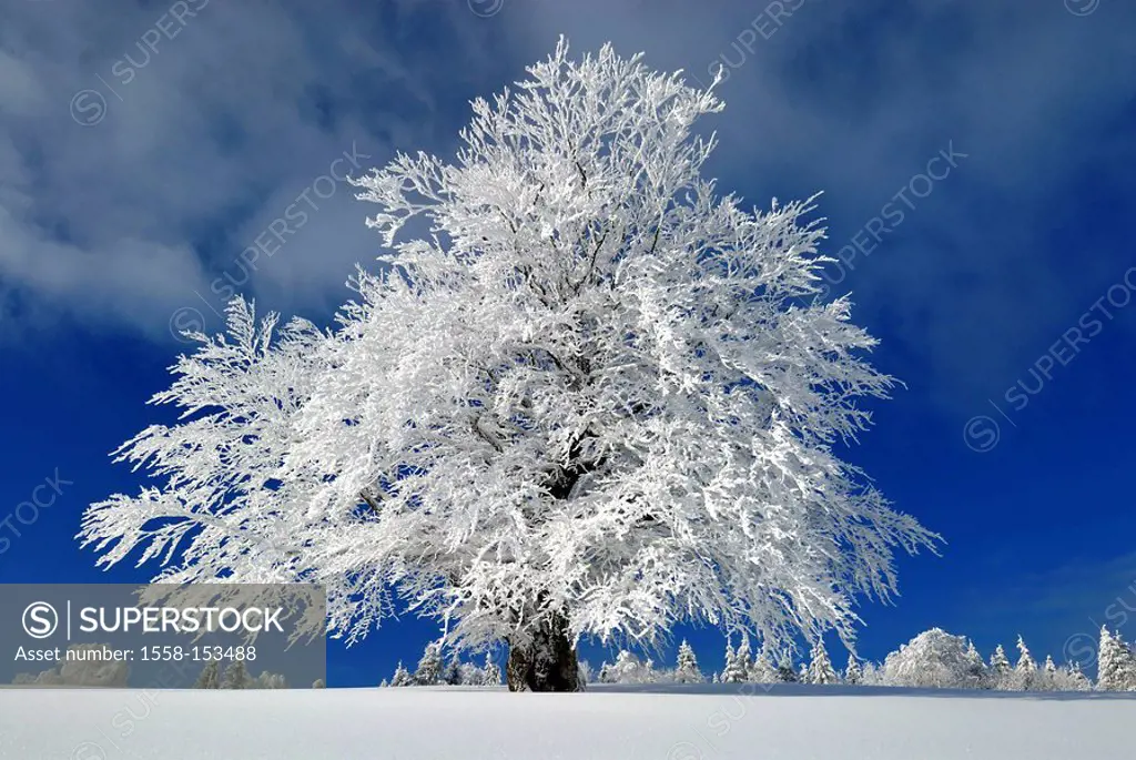 Winter landscape, hoarfrost, Black forest, Baden_Württemberg, Germany,