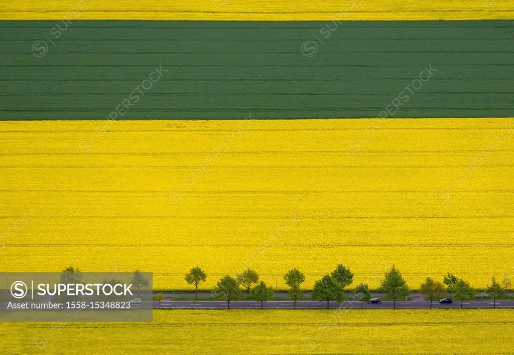 Rape fields with tree avenue, country road, cars, traffic, aerial view of Dortmund-Wickede