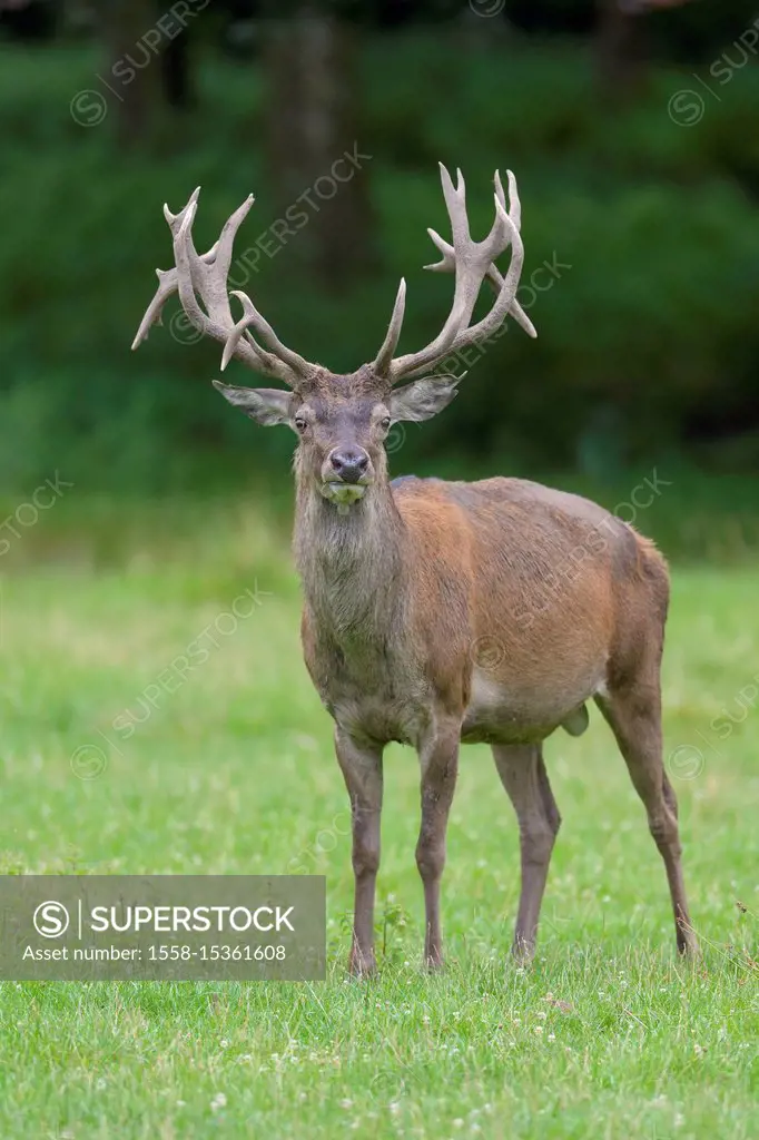 Red Deer, Cervus elaphus, Germany, Europe