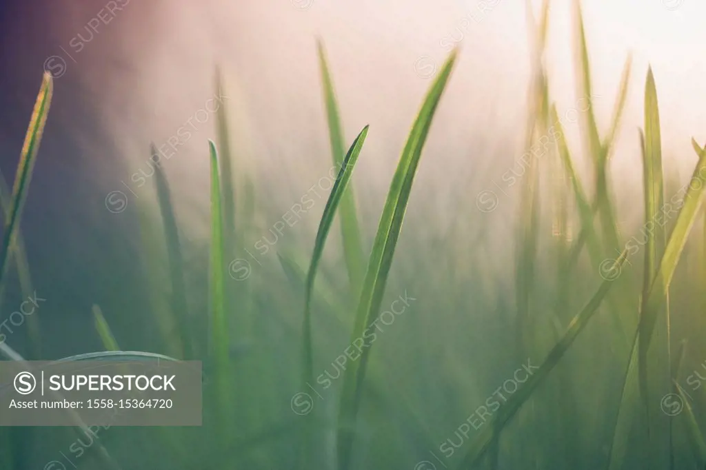 Crocus in spring meadow in backlight,