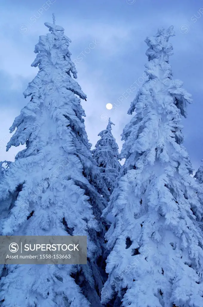 Winter forest, conifers, clouds, moon,