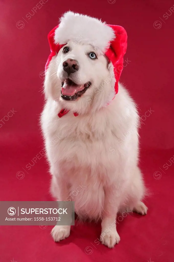 Sleigh dog, Samojede, Santa Claus cap,