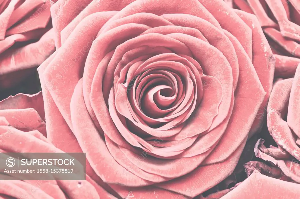 Baccara rose, close-up of a pink blossom,