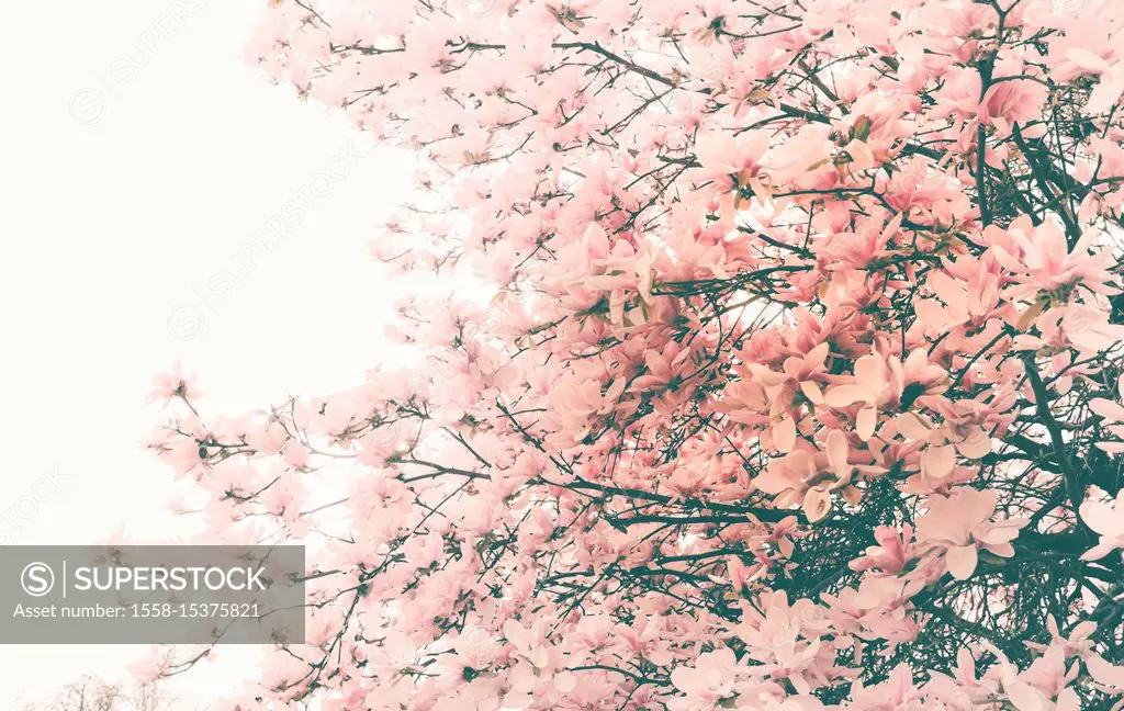 Magnolia blossom, pink flowers in spring,
