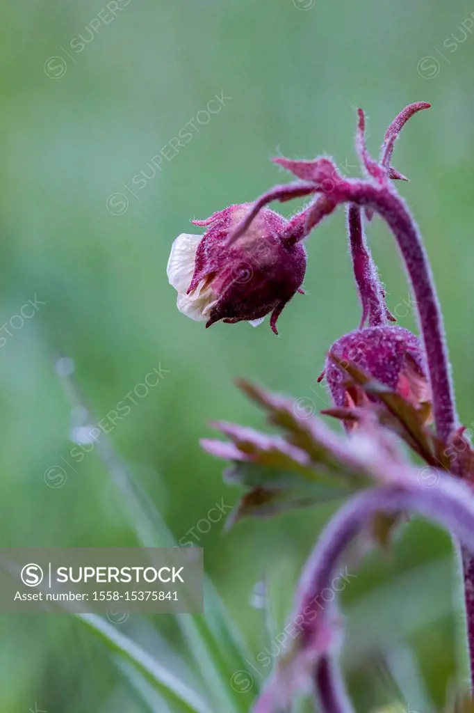 Water avens, a plant especially found in wetlands,