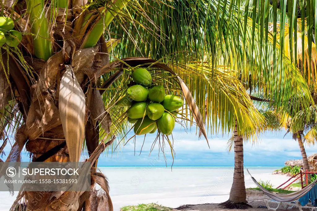 Cuba, north coast, Cayo Jutias, dream beach, Gulf of Mexico, palm tree, hammock