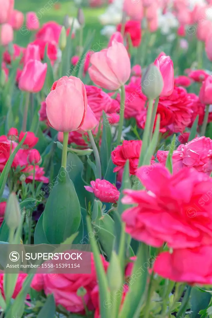 Tulips and ranunculus in a bed,