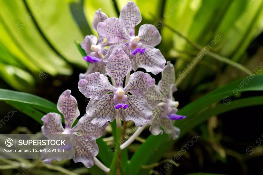 purple white orchid (Vanda Rothschildiana), Ubud, Bali, Indonesia
