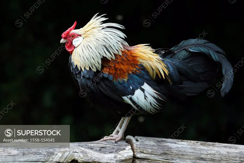 Cock, Gallus gallus, profile, side view, cock, Bantam bantam, birds, gallinaceous birds, plumage,