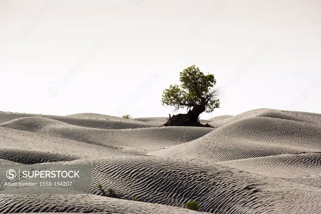 China, Taklamakan desert, tree, wild poplar, sand,